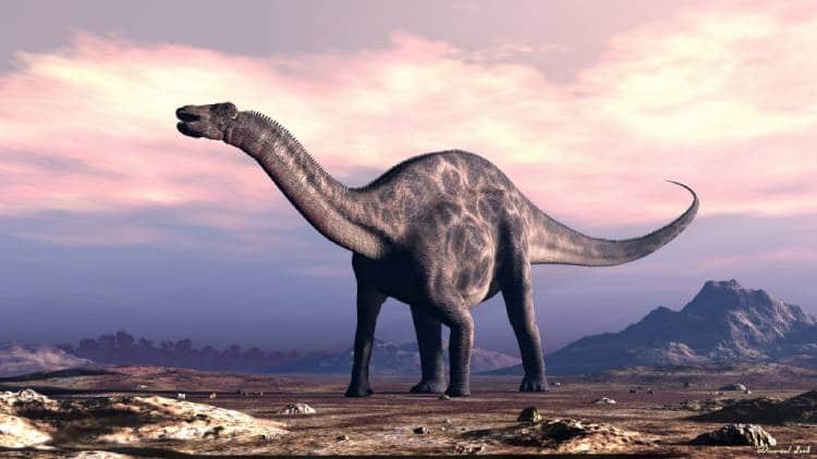 Dicraeosaurus 