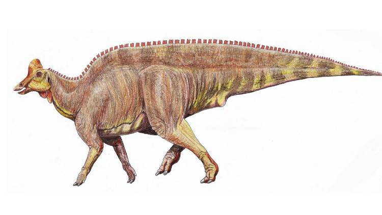 Hadrosaur