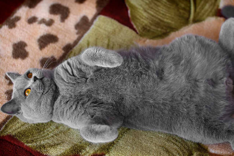 british shorthair