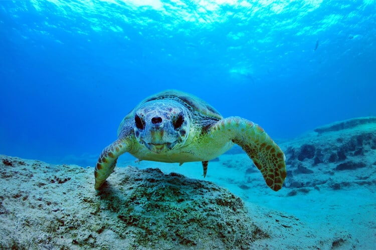 caretta caretta