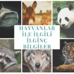 hayvanlar ile ilgili ilginç bilgiler