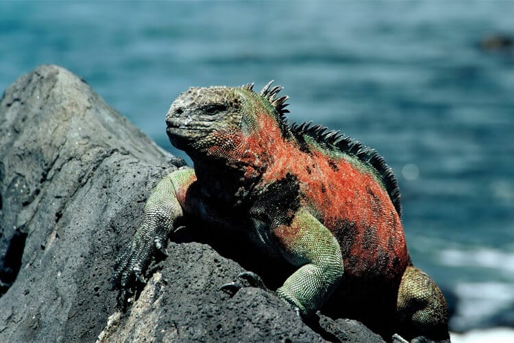 deniz iguanası