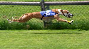 greyhounds fastest animals