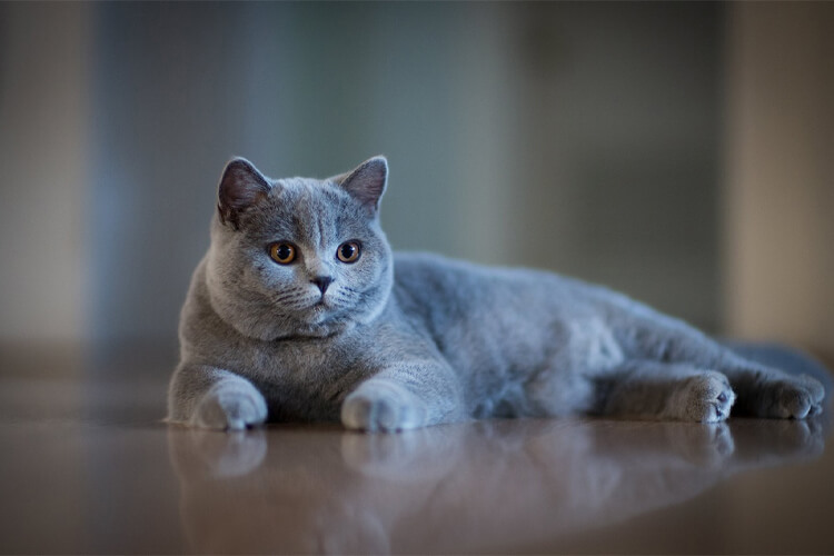 What are the British Cat Traits? British Cat Care