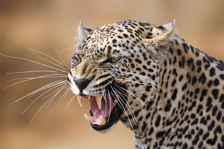 leopar