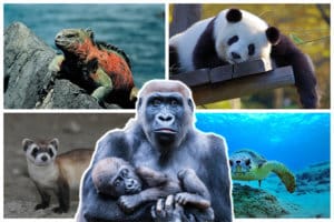 Animals in Danger of Extinction
