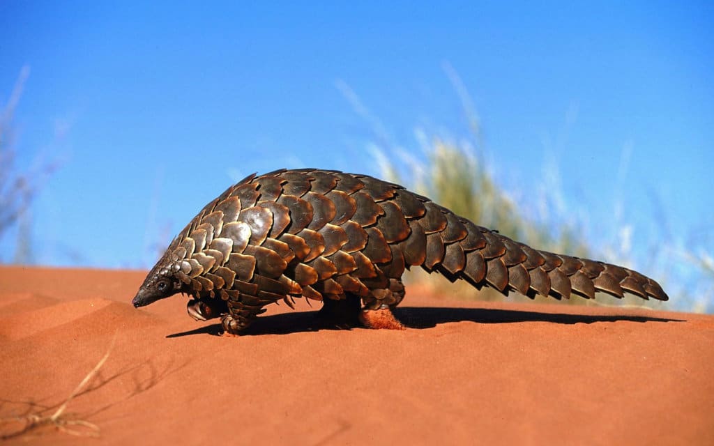 pangolins