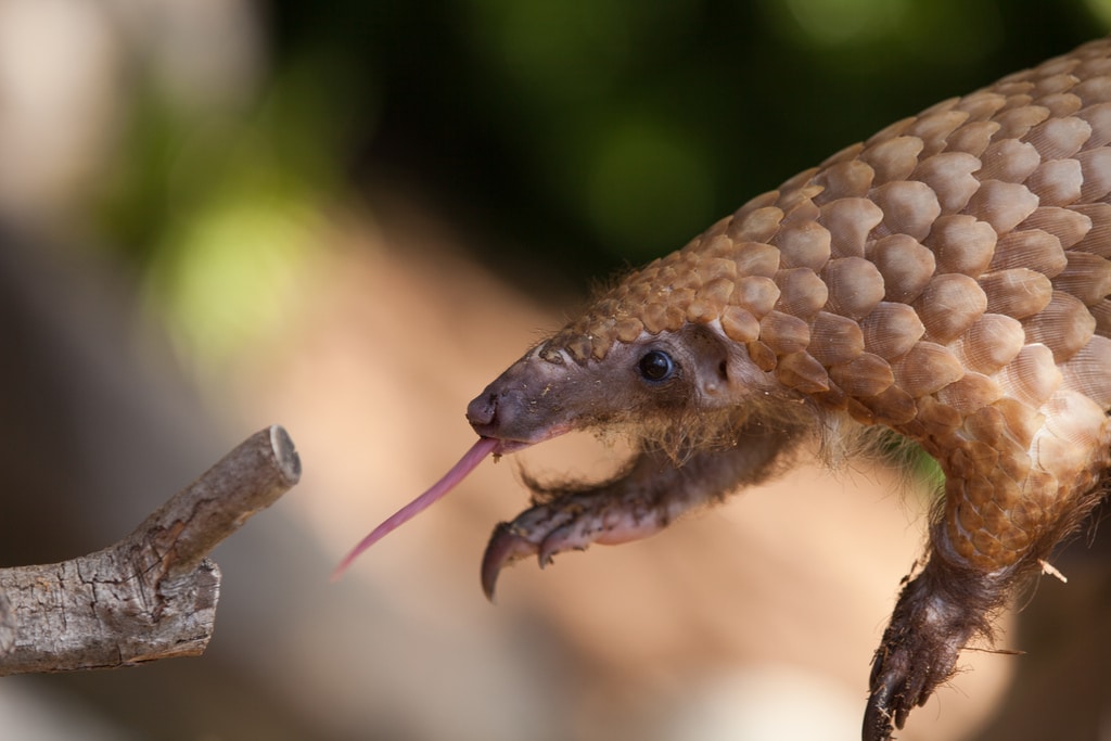 pangolin