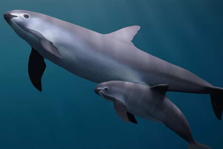 Vaquita