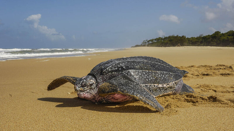deri sırtlı deniz kaplumbağası