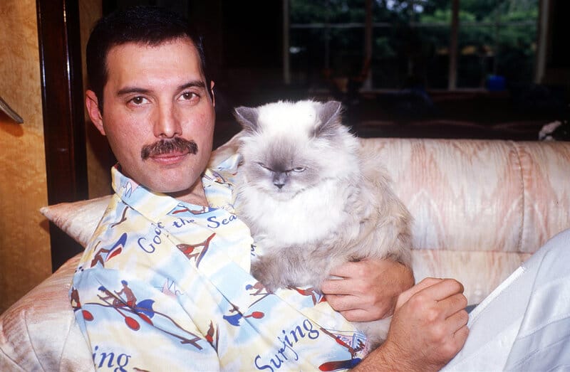 Freddie Mercury und ihre Katzen