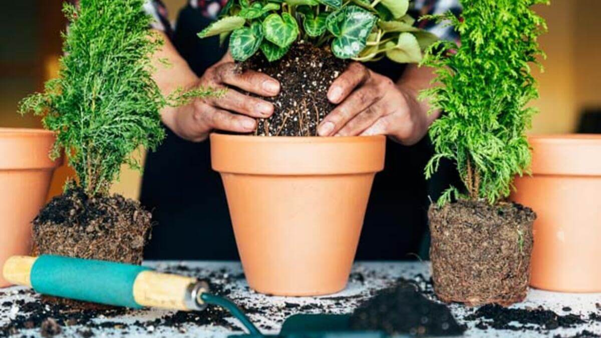 bitki yetiştirmek