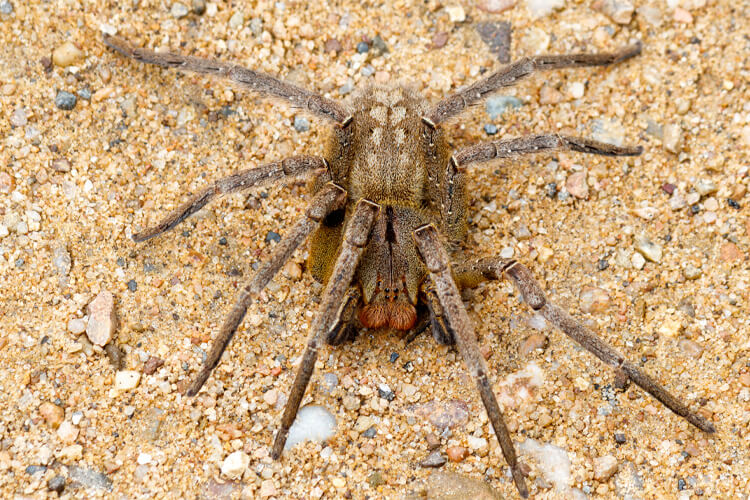 Brazilian Wandering Spider