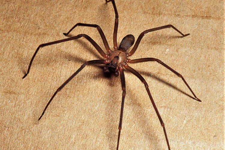 Brown Monk Spider