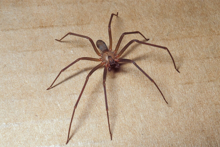 Brown Lone Spider