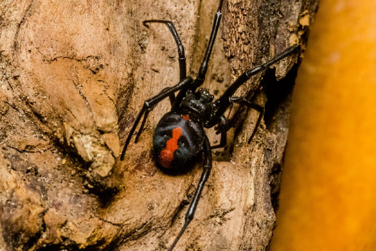 Red Backed Spider