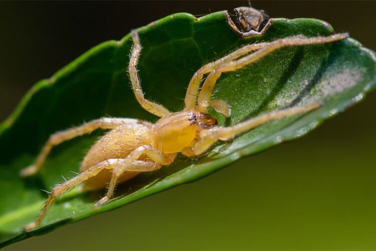 Yellow Pouch Spider