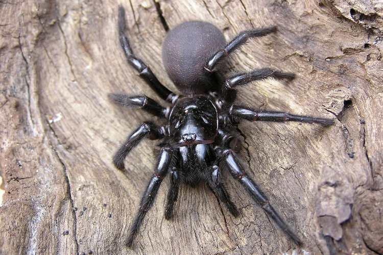 Sydney Funnel Nest Spider