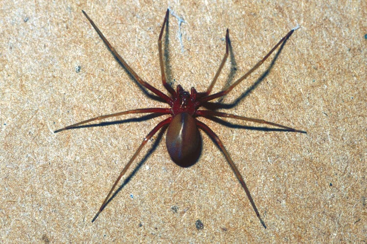 Chilean Solitary Spider