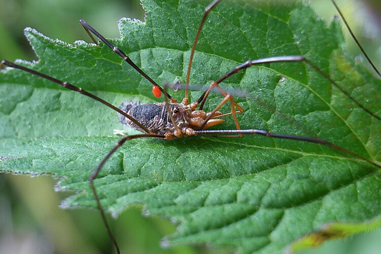 Long Legged Spider