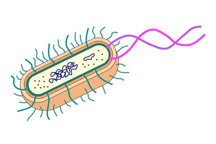 bakterielle Anatomie