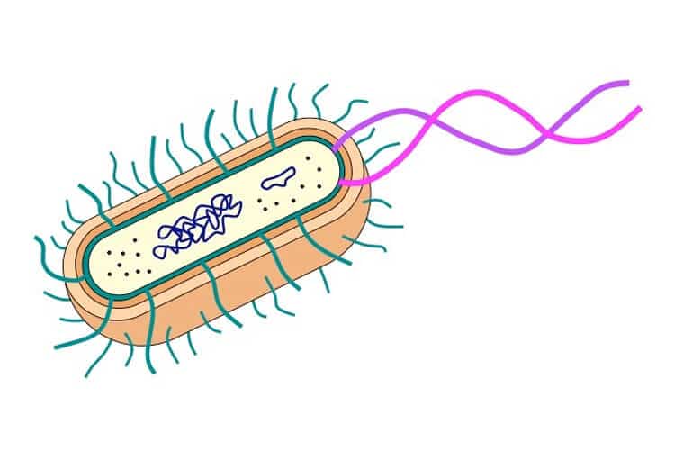 anatomía bacteriana