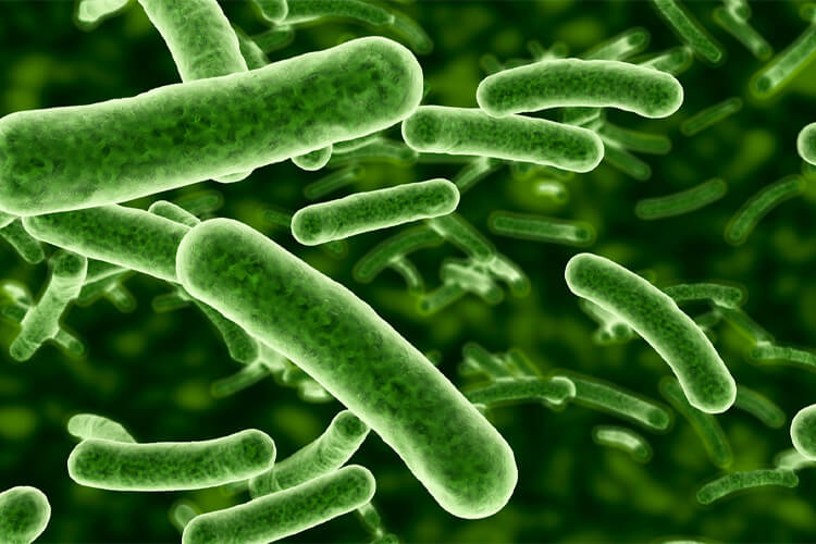 Bakteri Nedir? Bakterilerin Özellikleri ve Çeşitleri Nelerdir?