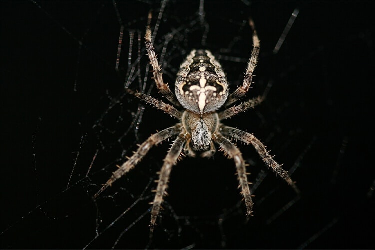 white hairy spiders