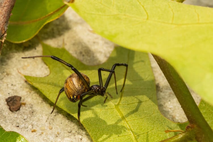 kahverengidul örümcek türleri