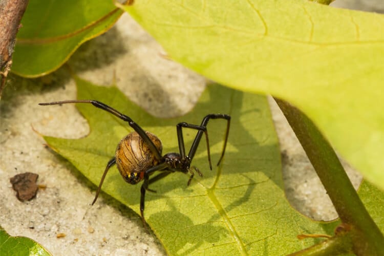 brownwidow spider species