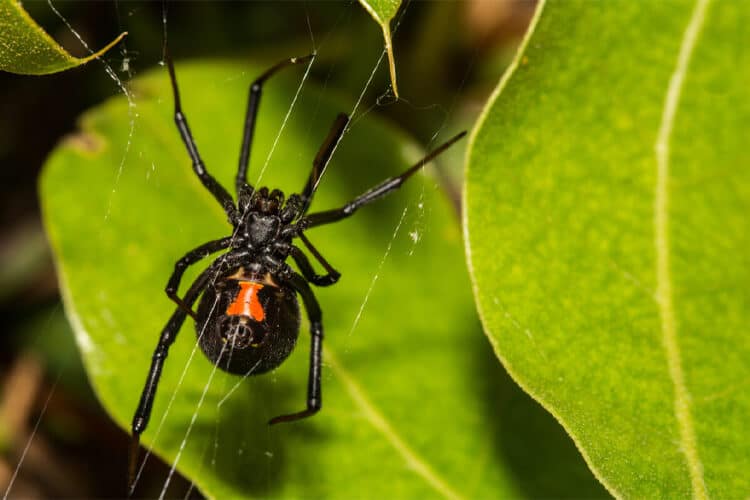 black widow spider species
