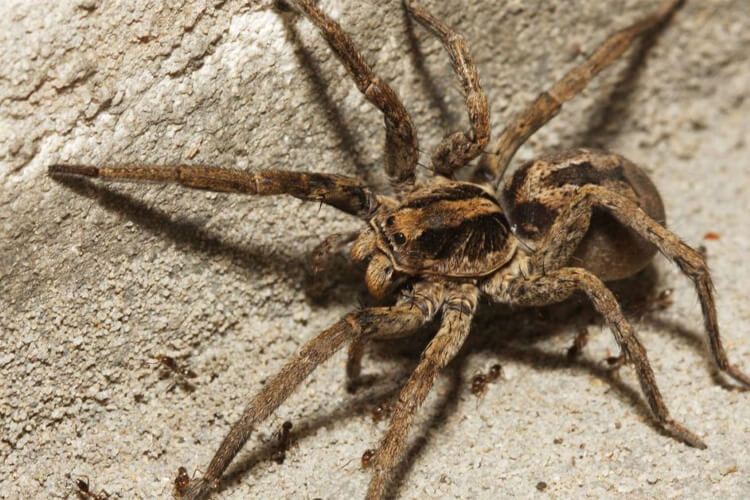 wolf spider