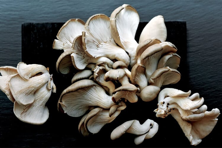 mushroom cultivation