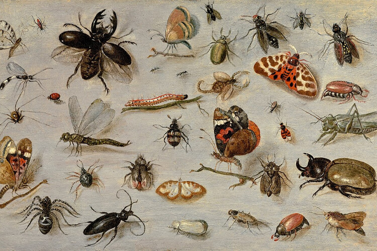 spiders and insects