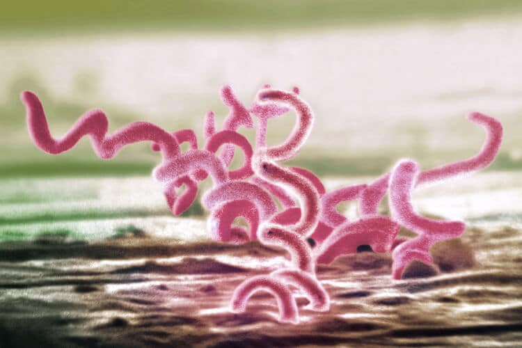 les bactéries en forme de spirale