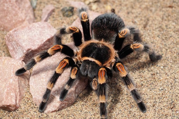 tarantula