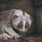 slow loris