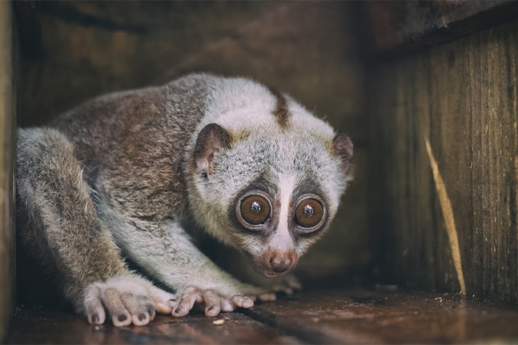 Slow Loris: Cute and Deadly