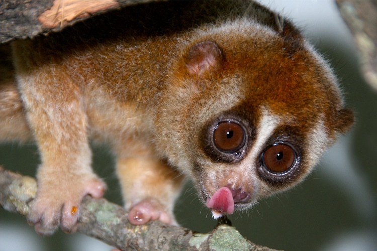 slow loris