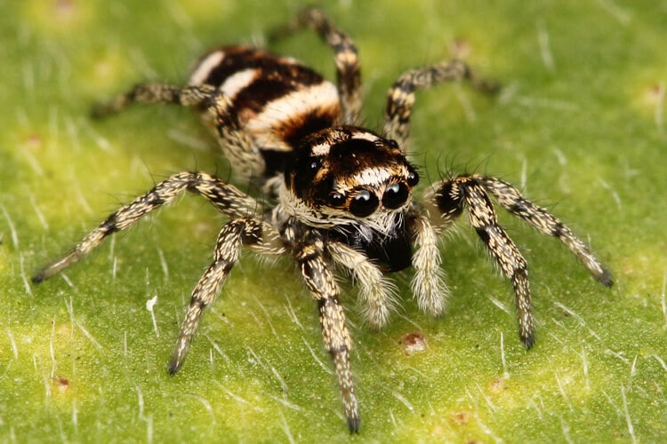 zebra spider