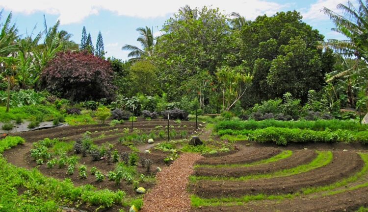 jardinage en permaculture