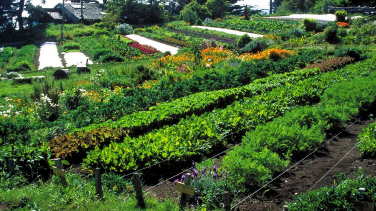 What is Permaculture and How Is It Applied?
