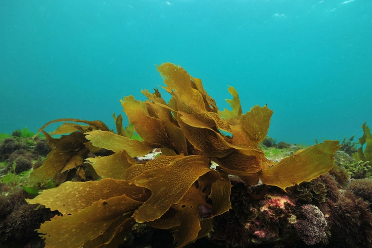 brown algae