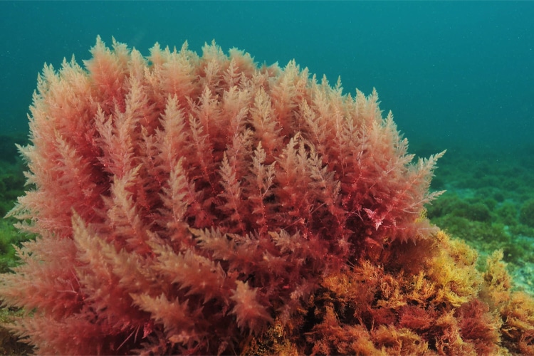 red algae