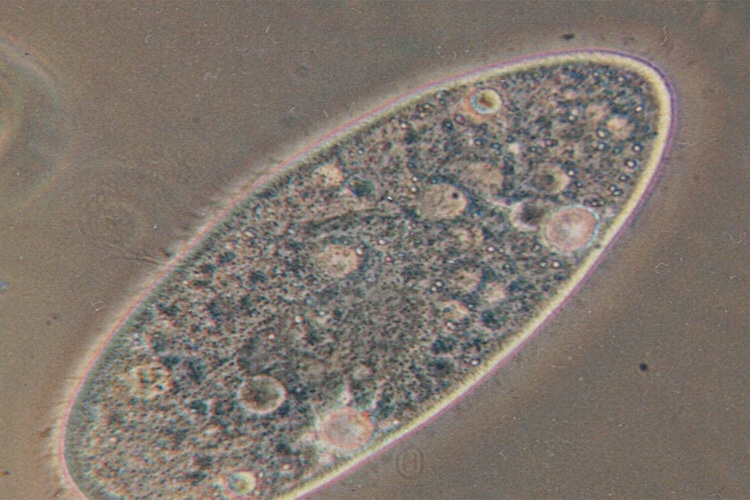 paramecium