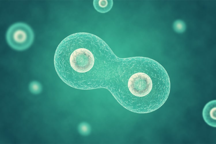 organismes unicellulaires et écologie