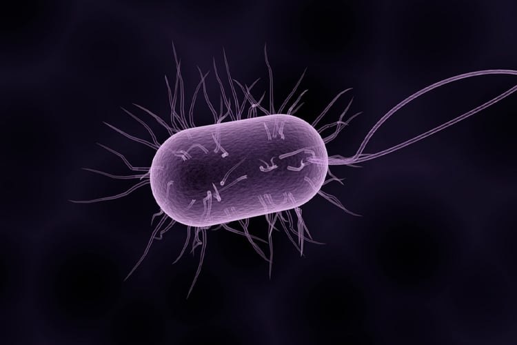 organismos unicelulares