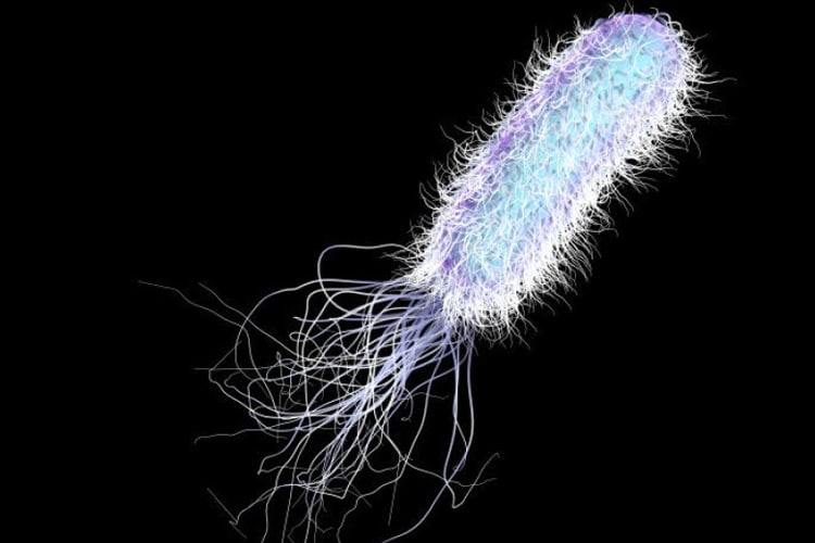 characteristics of single-celled organisms