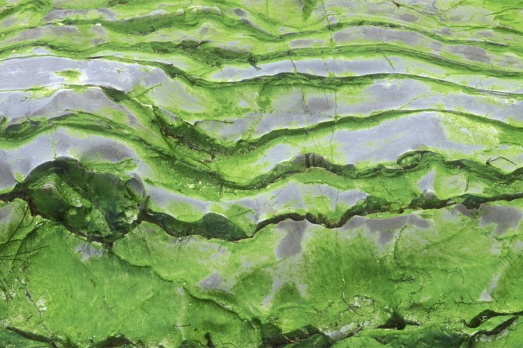 green algae