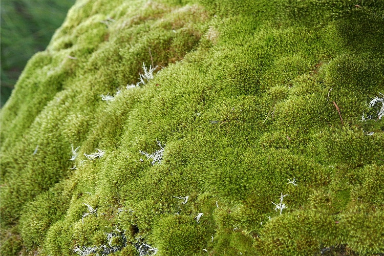 mosses